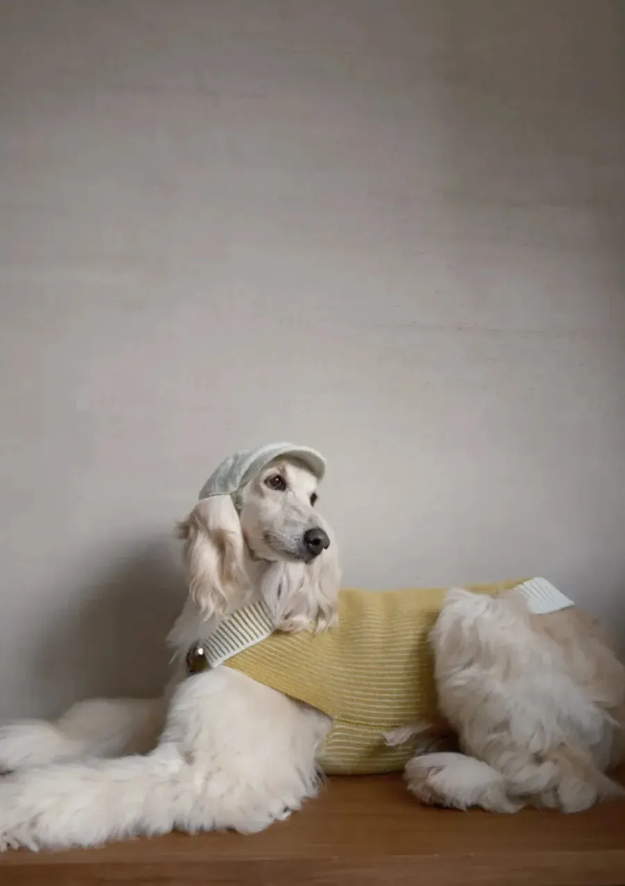 Merino Wool Dog Bakerboy Cap